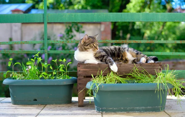 Portrét mourovatá kočka domácí na terase — Stock fotografie