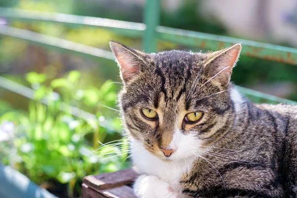 Ritratto di gatto domestico tabby sulla terrazza — Foto Stock