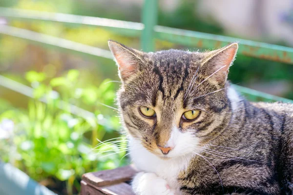 Ritratto di gatto domestico tabby sulla terrazza — Foto Stock