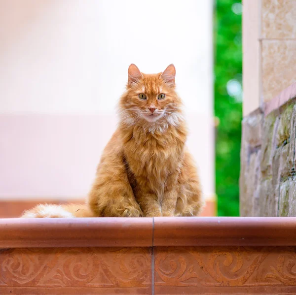 Ritratto di gatto rosso domestico sulla terrazza — Foto Stock