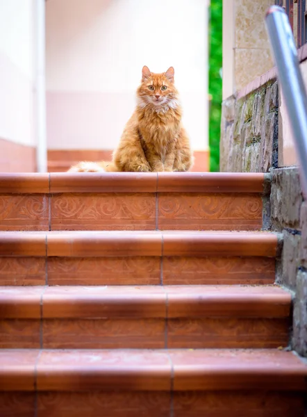 Ritratto di gatto rosso domestico sulla terrazza — Foto Stock