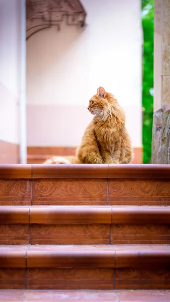 Ritratto di gatto rosso domestico sulla terrazza — Foto Stock