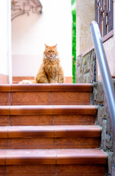 Ritratto di gatto rosso domestico sulla terrazza — Foto Stock