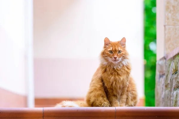 Ritratto di gatto rosso domestico sulla terrazza — Foto Stock