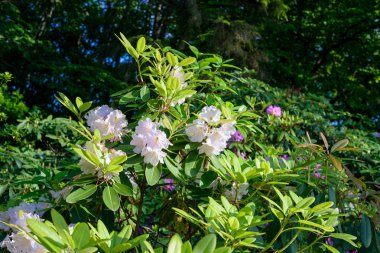 ormangülü çiçek bush