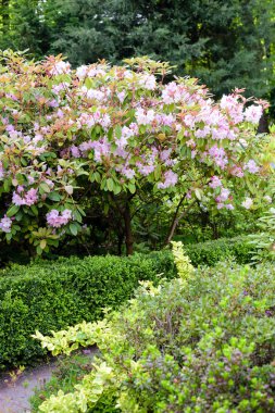 ormangülü çiçek açması sırasında bush