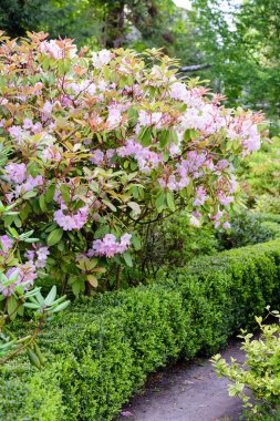 ormangülü bush Bahçe