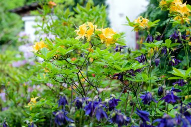 ormangülü bush Bahçe