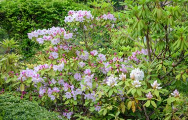 ormangülü bush Bahçe