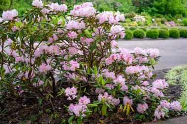 ormangülü bush Bahçe