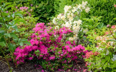 ormangülü bush Bahçe