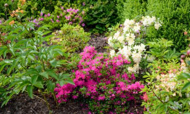 ormangülü bush Bahçe