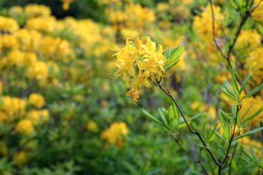 ormangülü bush Bahçe