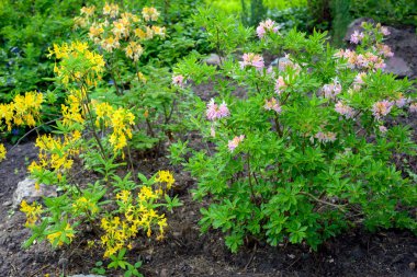 ormangülü bush Bahçe