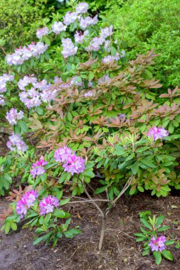 ormangülü bush Bahçe