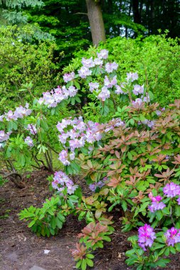 ormangülü bush Bahçe
