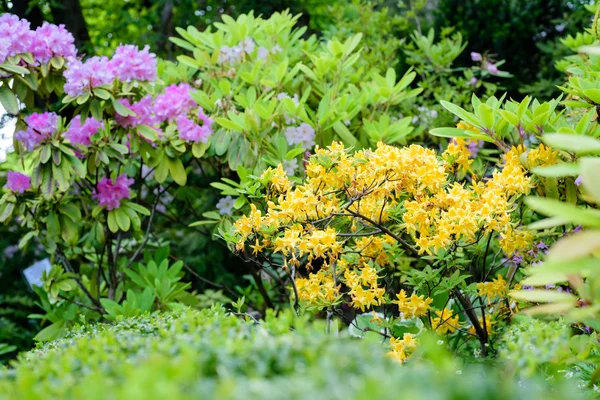 Rododendro arbusto en el jardín — Foto de Stock