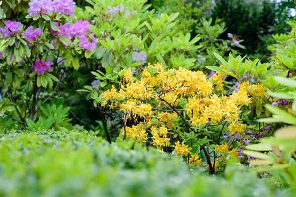 Rododendro arbusto en el jardín — Foto de Stock