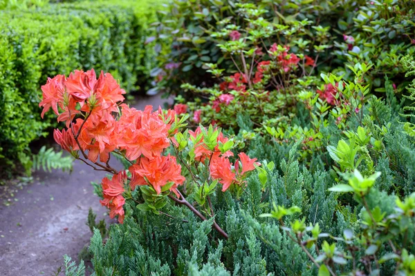 Rhododendron buske i trädgården — Stockfoto