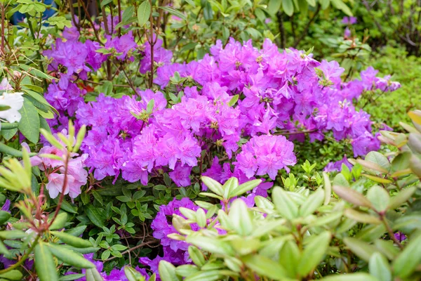 Rhododendron buske i trädgården — Stockfoto