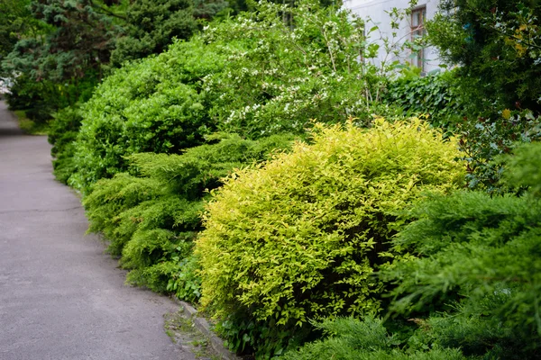 Cerca de arbustos en el jardín — Foto de Stock