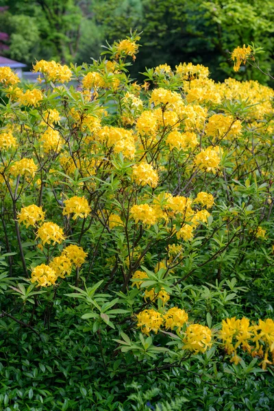 在花园里丛杜鹃花 — 图库照片