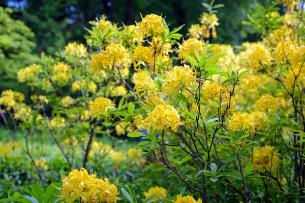 Rhododendron bush in tuin — Stockfoto