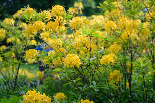 Rhododendron bush in tuin — Stockfoto