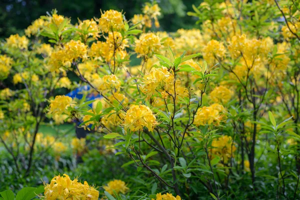 Buisson de rhododendrons dans le jardin — Photo