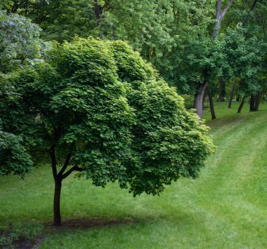 Genel park peyzaj bulutlu havalarda