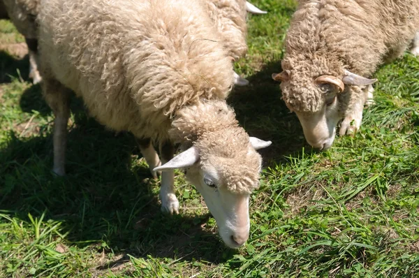 Sheeps in farm — Stock Photo, Image