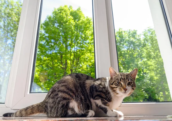 Gatto sul davanzale della finestra — Foto Stock