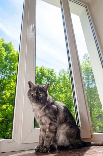 Gatto sul davanzale della finestra — Foto Stock