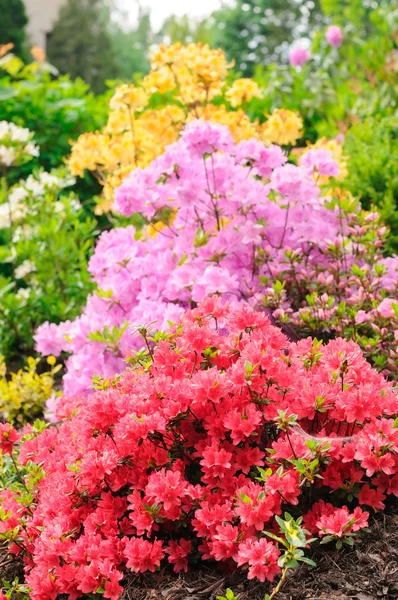 Rhododendron bush — Stock Photo, Image