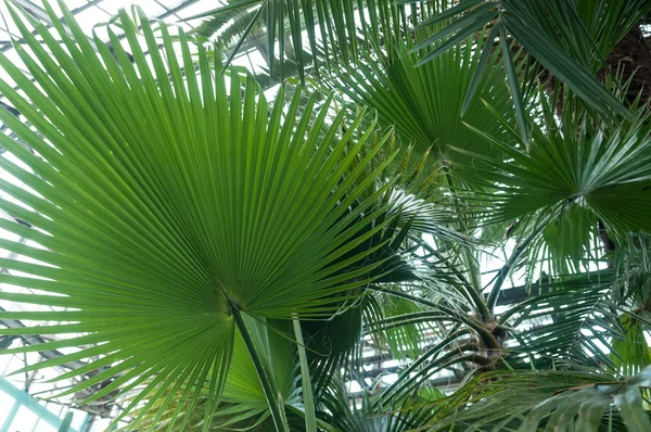 Palm leaf in hothouse — Zdjęcie stockowe