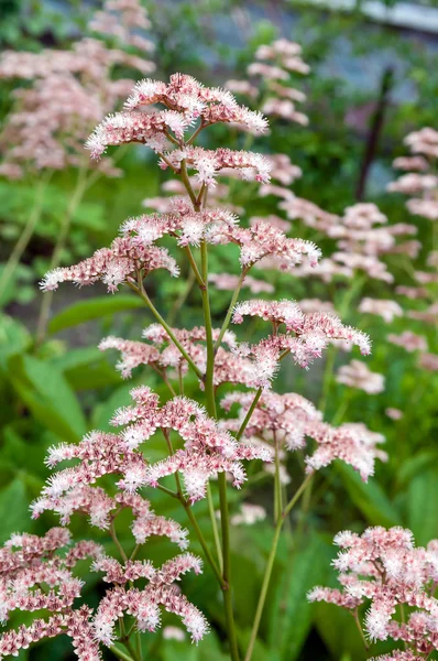 Blossoming plant Rodgersia — Stockfoto