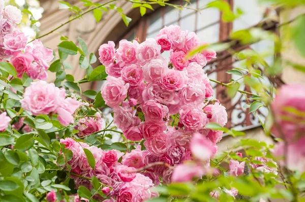 Arbusto de rosa — Foto de Stock