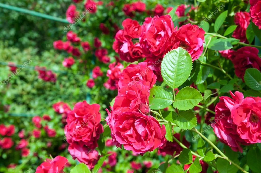 closeup of rose bush flower in garden — 图库照片#76136179