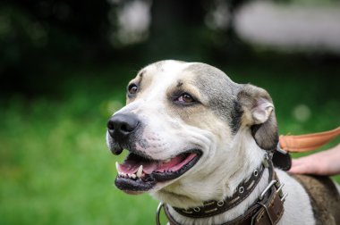 yürüyüş sırasında köpek