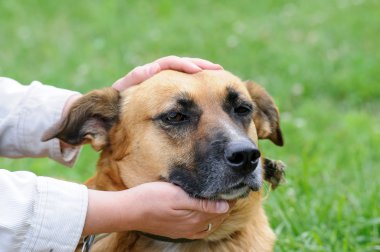 yürüyüş sırasında köpek