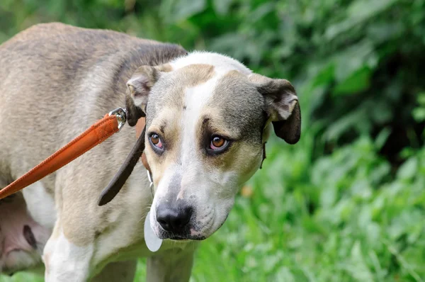 Retrato de perro en collar de perro durante una caminata al aire libre — Foto de Stock