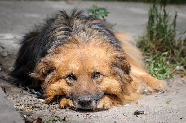 Perro durante el paseo — Foto de Stock