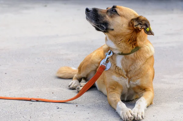 Perro del refugio durante la caminata — Foto de Stock