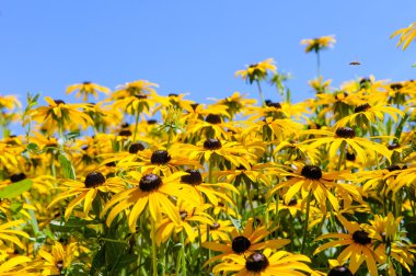 Rudbeckia çalı alan