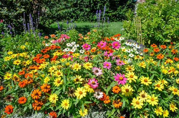 Blomsterrabatt av Zinnia blomma i trädgården — Stockfoto