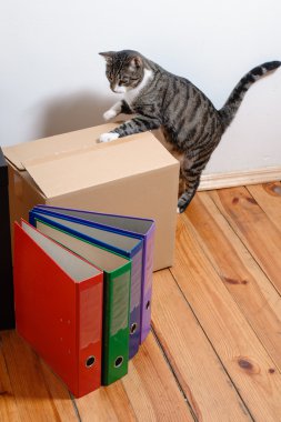 Taşınma günü - kedi ve odada karton kutular