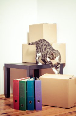 Taşınma günü - kedi ve odada karton kutular