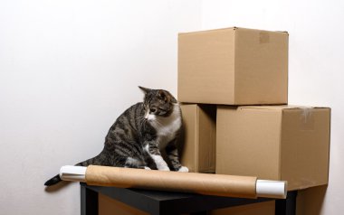 Taşınma günü - kedi ve odada karton kutular