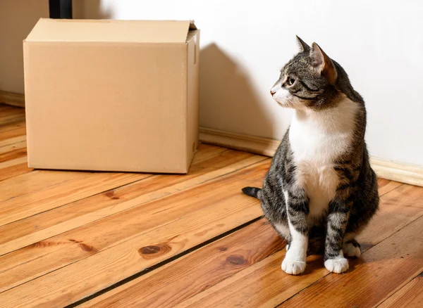 Stěhovací den - kočka a kartonové krabice v místnosti — Stock fotografie