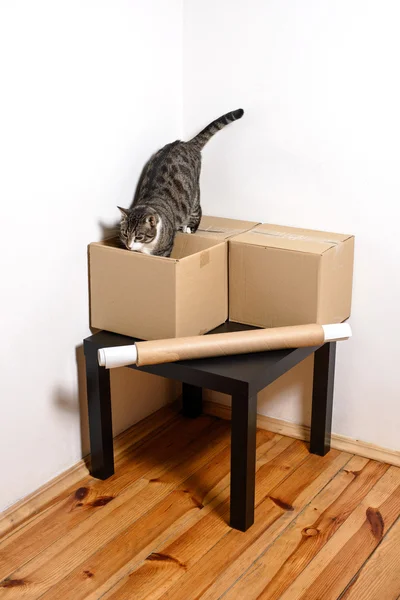 Mozgó nap - macska- és karton dobozok szobában — Stock Fotó